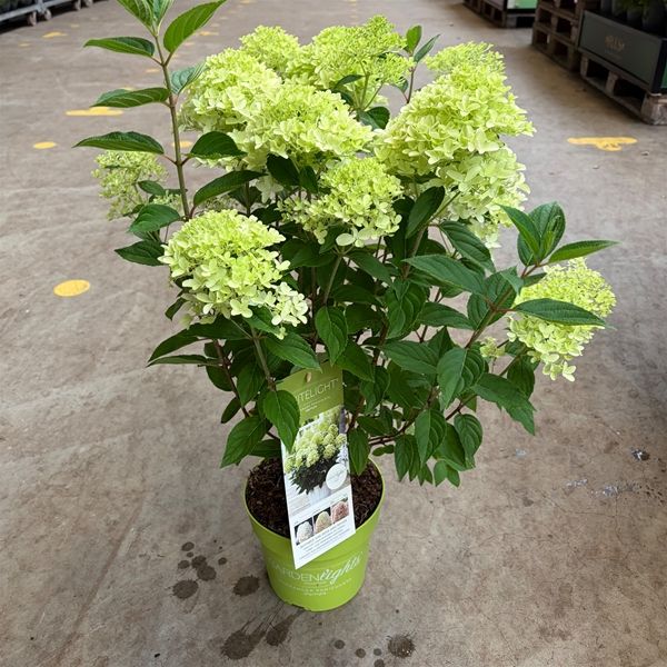 HYDRANGEA PANICULATA