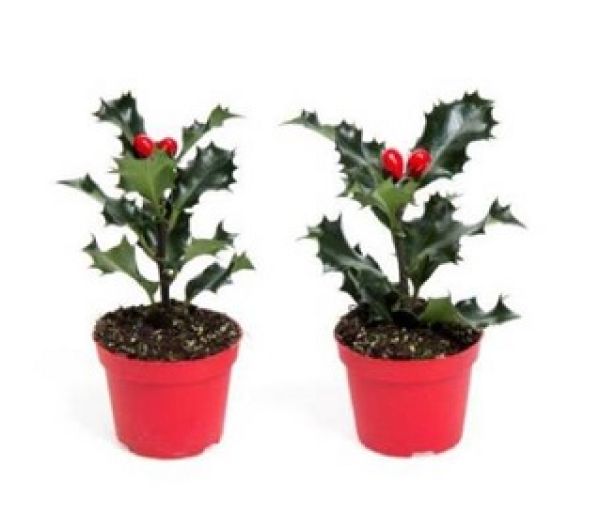ILEX AQUIFOLIUM