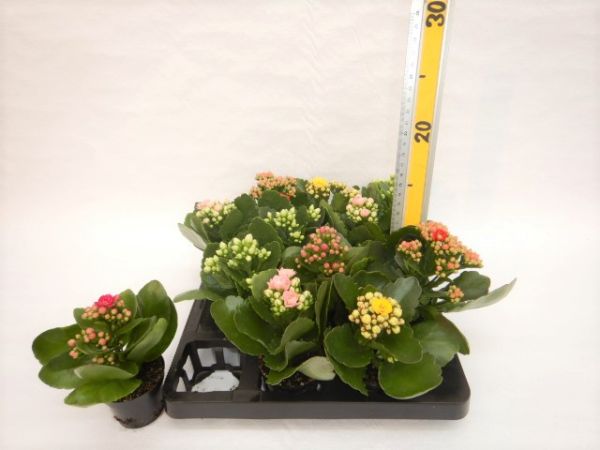 KALANCHOE ROSALINA MIX