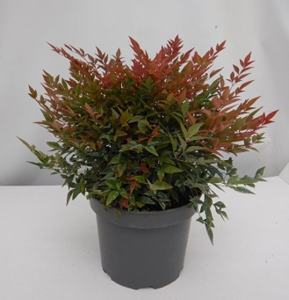 NANDINA DOMESTICA OBSESSED