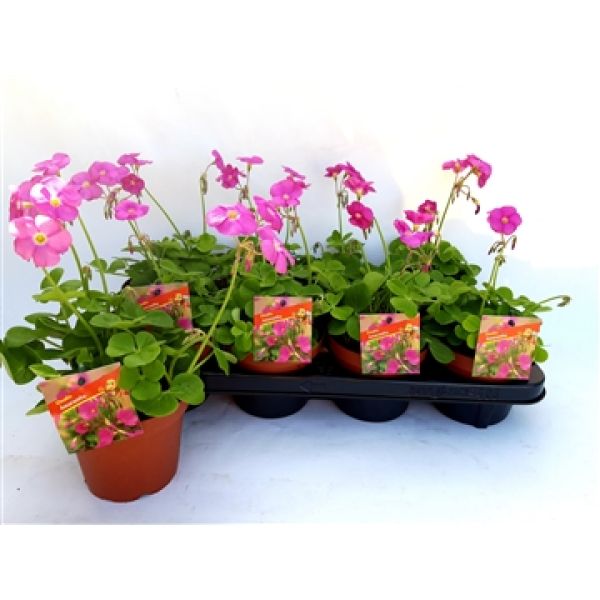 OXALIS BOWIEI AMARANTHA