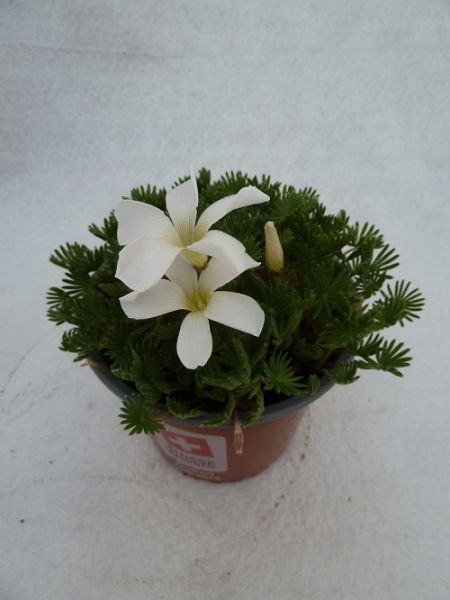 OXALIS PALMIFRONS