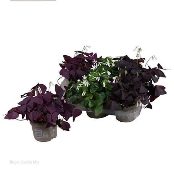 OXALIS TRIANGULARIS