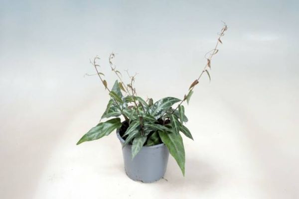 PARTHENOCISSUS AMAZONICA