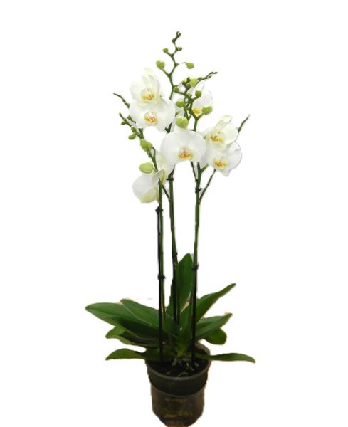 PHALAENOPSIS 3T ICEBERG