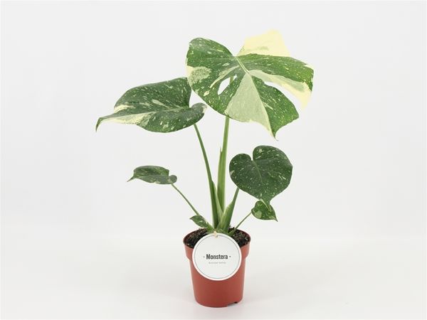 PHILODENDRON THAI CONSTELLATION -S