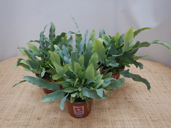 PHLEBODIUM AUREUM BLUE STAR