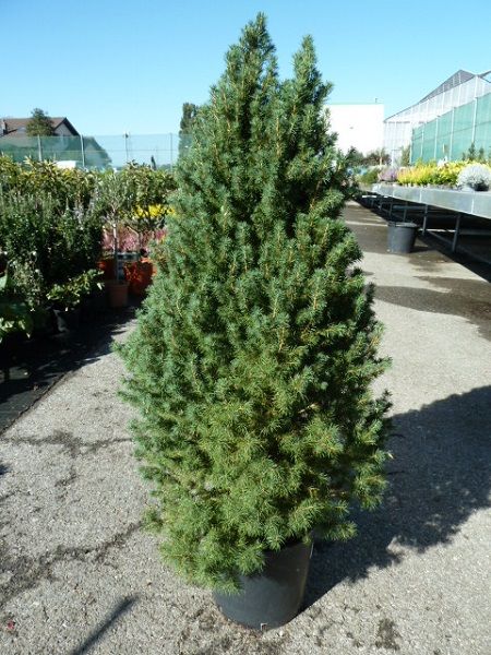 PICEA GLAUCA CONICA