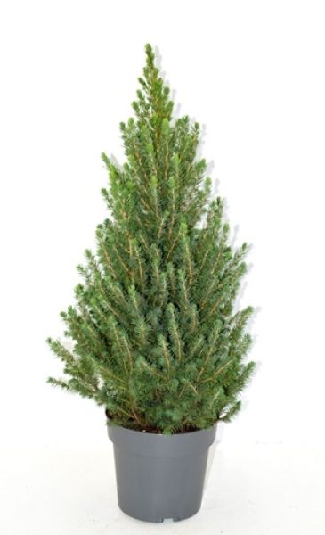 PICEA GLAUCA CONICA DECEMBRE