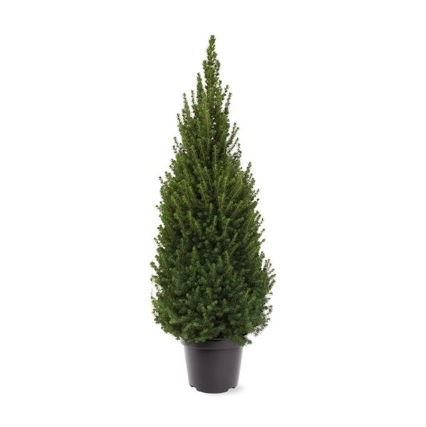 PICEA GLAUCA PERFECTA