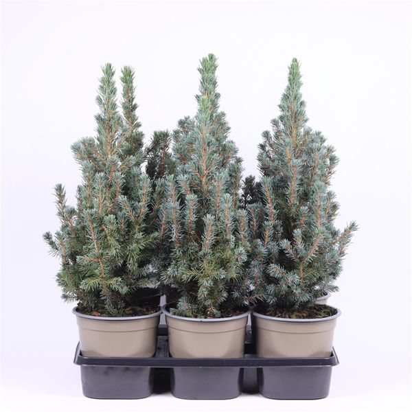 PICEA GLAUCA SANDERS BLUE