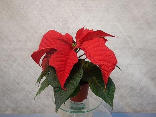POINSETTIA MINI