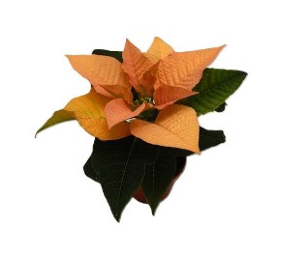 POINSETTIA MINI