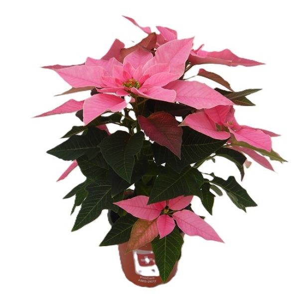 POINSETTIA TOUFFE