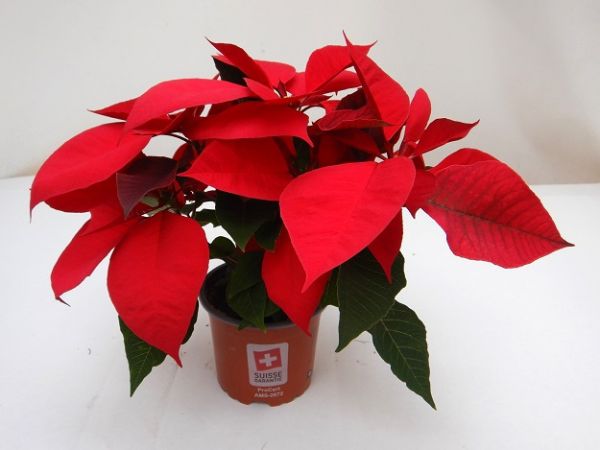 POINSETTIA TOUFFE
