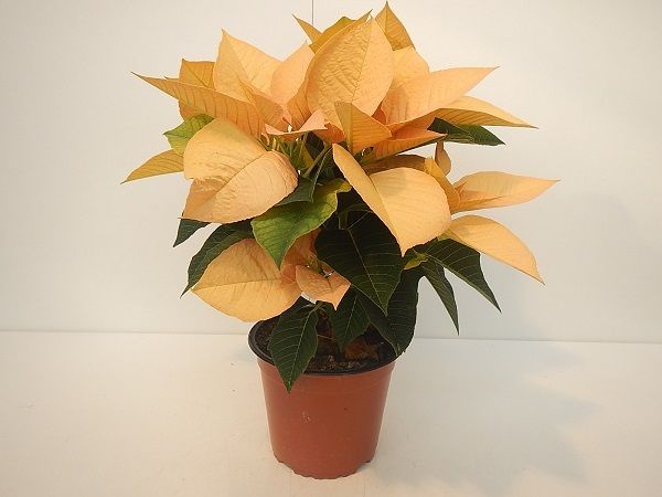 POINSETTIA TOUFFE