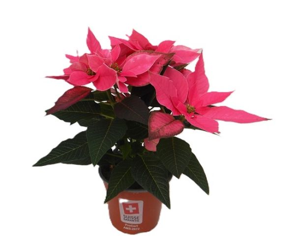 POINSETTIA TOUFFE