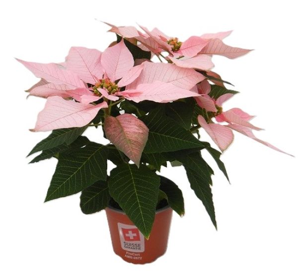 POINSETTIA TOUFFE