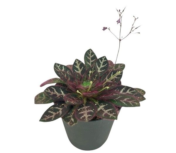 PRIMULINA SINOVIETNAMICA -S