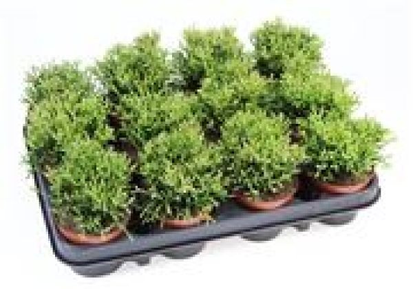 RHIPSALIS BACCIFERA HATIORA