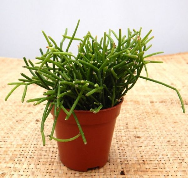 RHIPSALIS CLAVATA