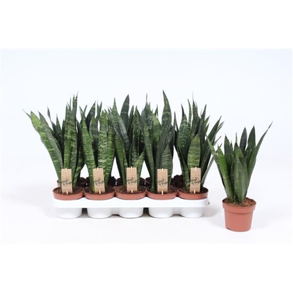 SANSEVERIA BLACK CORAL