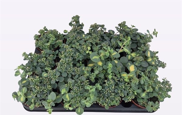SEDUM SIEBOLDII