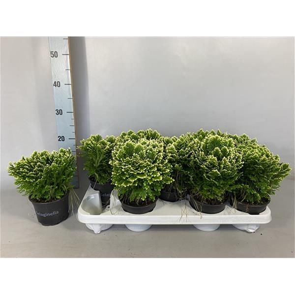 SELAGINELLA MARTENSII JORI