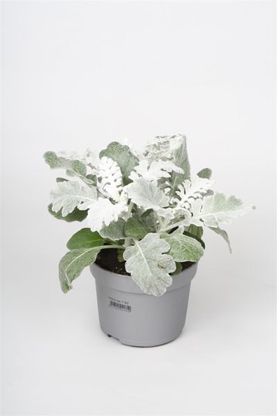 SENECIO MARITIMA