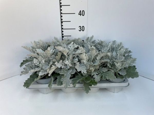 SENECIO MARITIME
