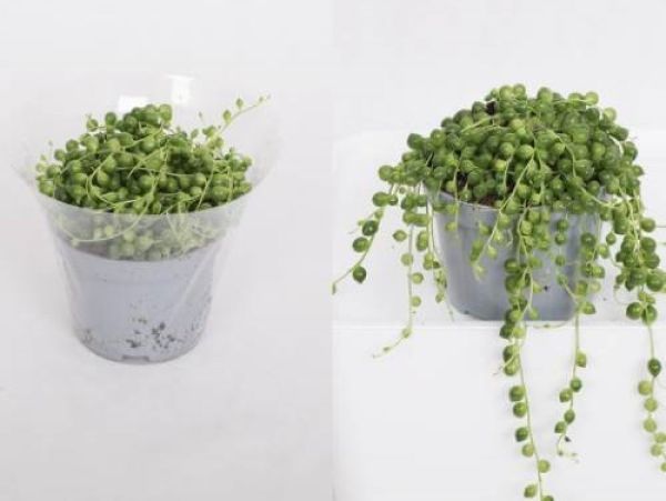 SENECIO ROWLEYANUS