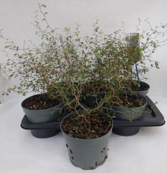 SOPHORA LITTLE BABY