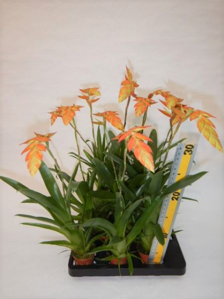 TILLANDSIA DEYRIANA