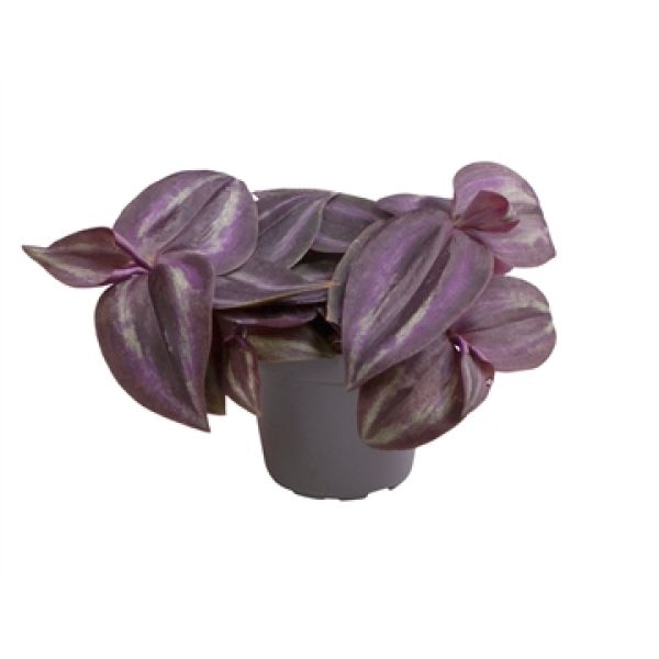 TRADESCANTIA ALBIFL. PURPLE JOY