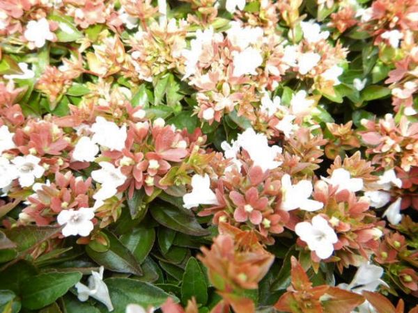 ABELIA GRANDIFLORA