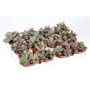 AEONIUM KIWI