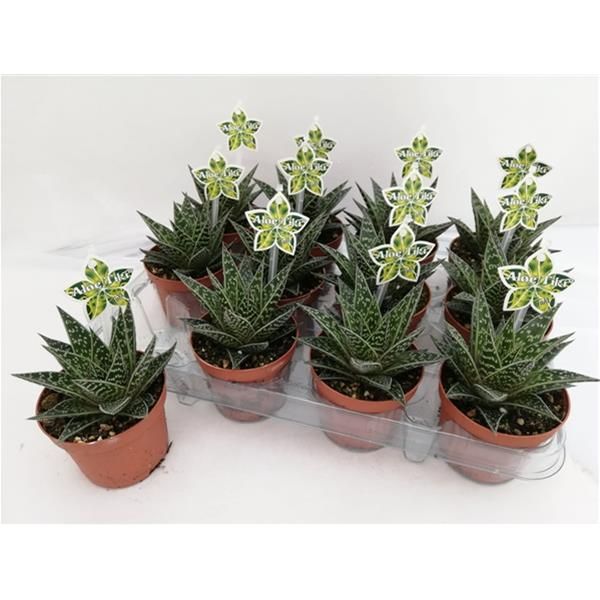 ALOE TIKI TAHI