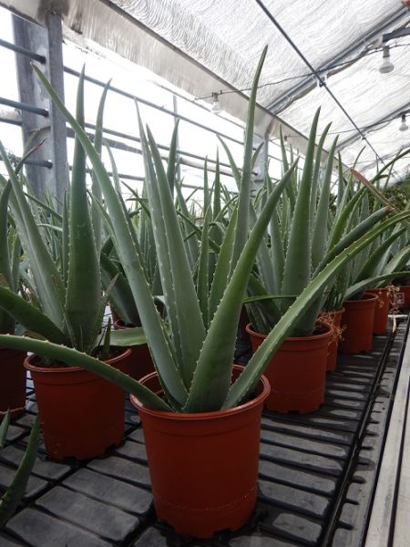 ALOE VERA