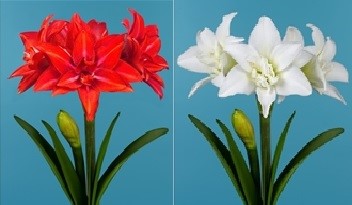AMARYLLIS