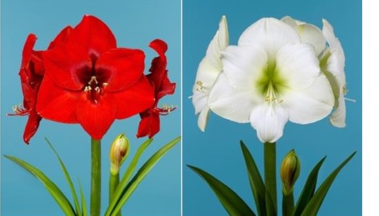 AMARYLLIS