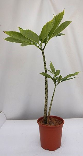 AMORPHOPALLUS BULBIFER -S