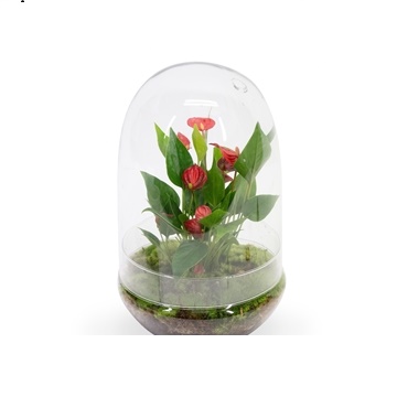 ANTHURIUM TERRARIUM