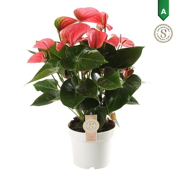 ANTHURIUM PINK CHAMPION