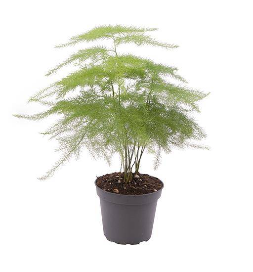 ASPARAGUS PLUMOSUS