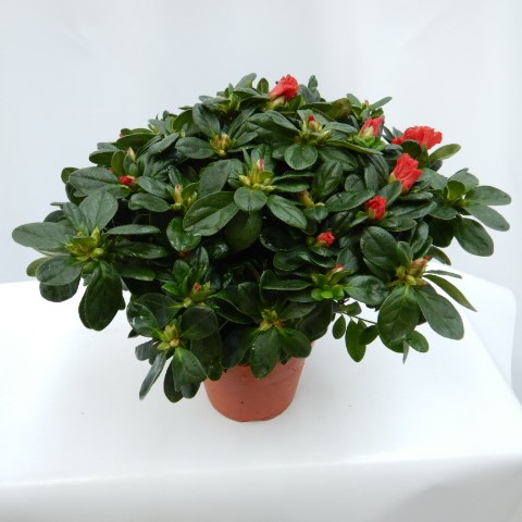 AZALEE POT 14 CM