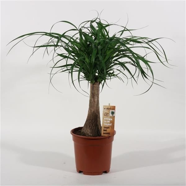 BEAUCARNEA NOLINA