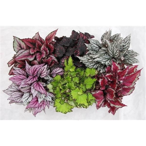 BEGONIA REX