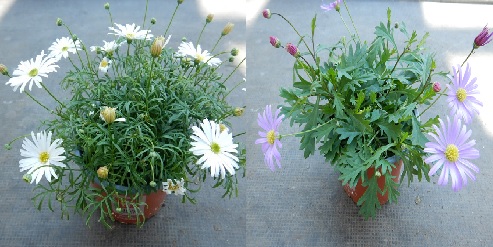 BRACHYSCOME