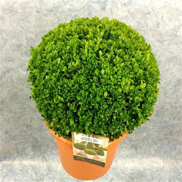 BUXUS SEMP. BOULE
