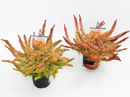 CALLUNA B.L.SEASTER
